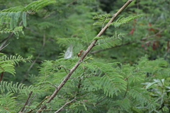 Polistes fastidiosus