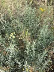 Asteraceae