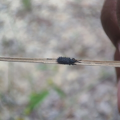 Dorcathispa
