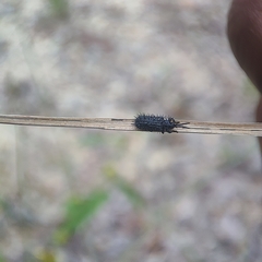 Dorcathispa