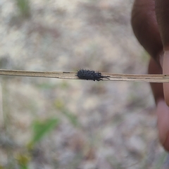 Dorcathispa