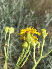 Asteraceae
