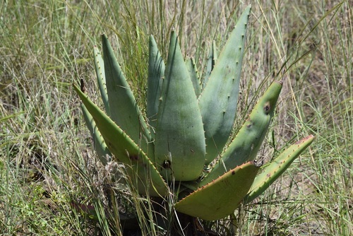 Aloe marlothii ssp. orientalis