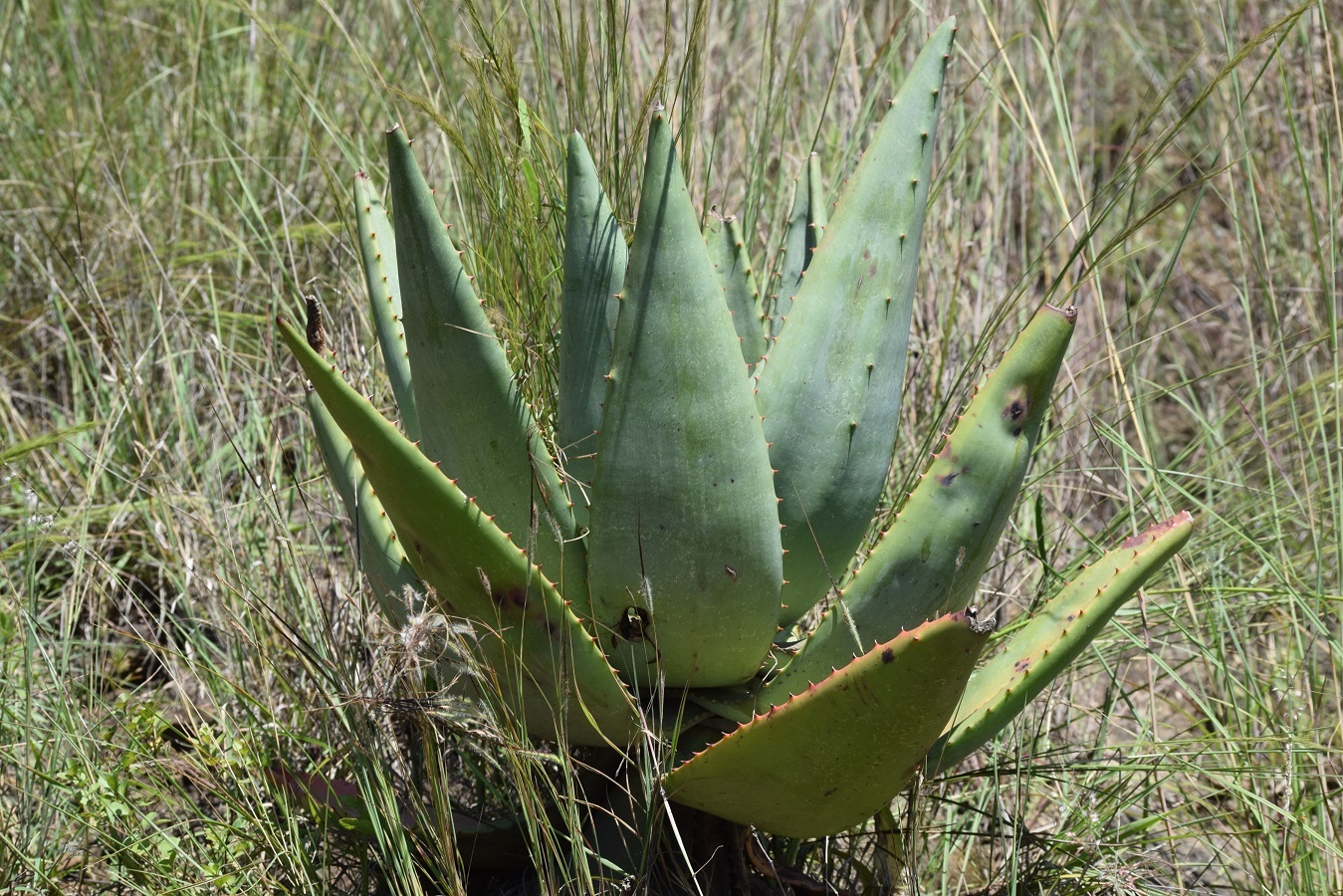 Aloe marlothii ssp. orientalis