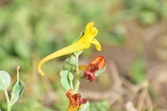 Corydalis sewerzowii