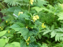 Dasineura lysimachiae