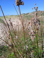 Androtrichum trigynum