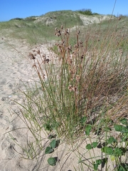 Androtrichum trigynum