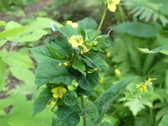 Dasineura lysimachiae