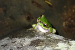 Ranoidea pearsoniana