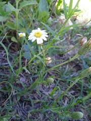 Noticastrum