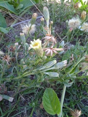 Noticastrum