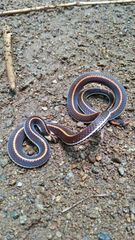 Calliophis intestinalis