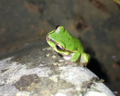 Ranoidea pearsoniana