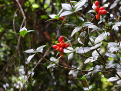 Alyxia oblongata