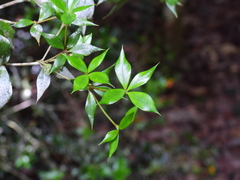 Alyxia oblongata