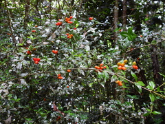 Alyxia oblongata