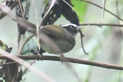Basileuterus melanogenys