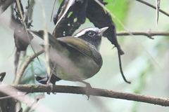 Basileuterus melanogenys