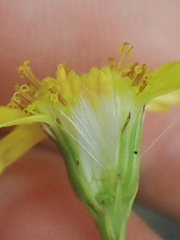 Senecio chirripoensis
