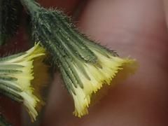 Hieracium irasuense