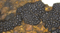 Annulohypoxylon