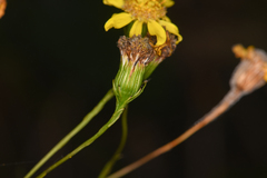 Senecio chirripoensis