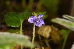 Viola guatemalensis