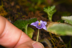 Viola guatemalensis
