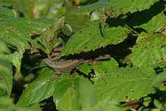 Darevskia rudis bischoffi