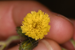 Hieracium irasuense