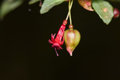 Fuchsia microphylla image