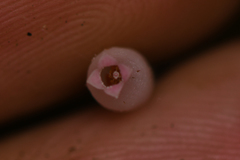 Sphyrospermum buxifolium