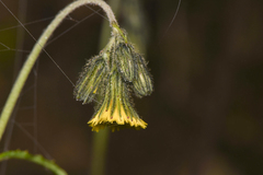 Hieracium irasuense
