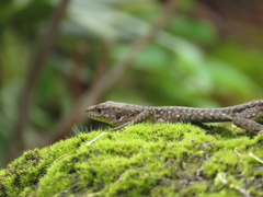 Darevskia rudis bischoffi