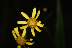 Senecio chirripoensis