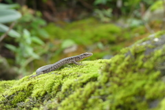 Darevskia rudis bischoffi