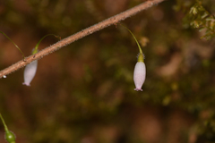 Sphyrospermum buxifolium