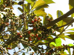 Aegiphila integrifolia