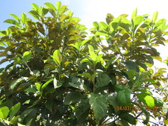 Aegiphila integrifolia