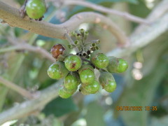 Aegiphila integrifolia