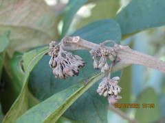 Aegiphila integrifolia