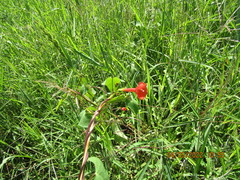 Ipomoea indivisa