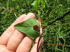 Ipomoea indivisa