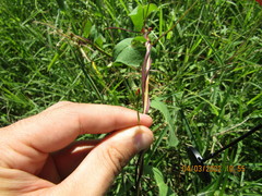 Ipomoea indivisa
