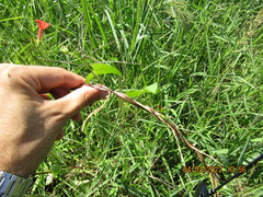 Ipomoea indivisa
