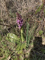 Himantoglossum robertianum