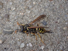 Polistes dominula