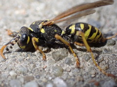 Polistes dominula