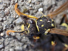 Polistes dominula